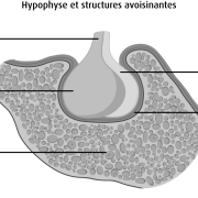 Hypophyse